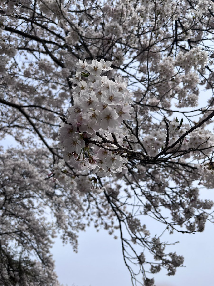 朝活

#cbr1100xx
#cbr1100xxsuperblackbird
#cherryblossoms
#天栄村