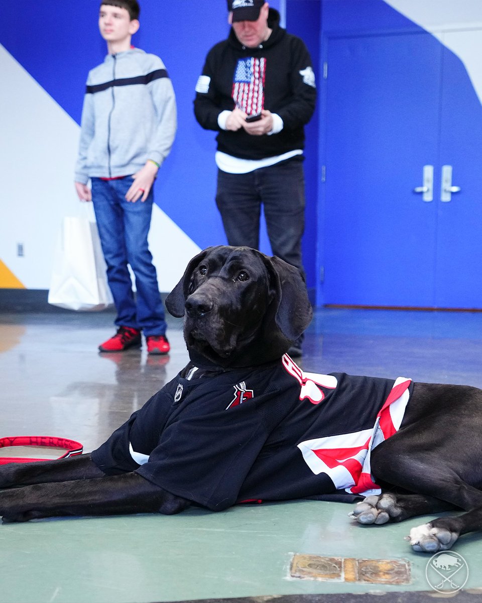 SabresPup's tweet image. Last game of the season and I&apos;m all grown up! 🐾