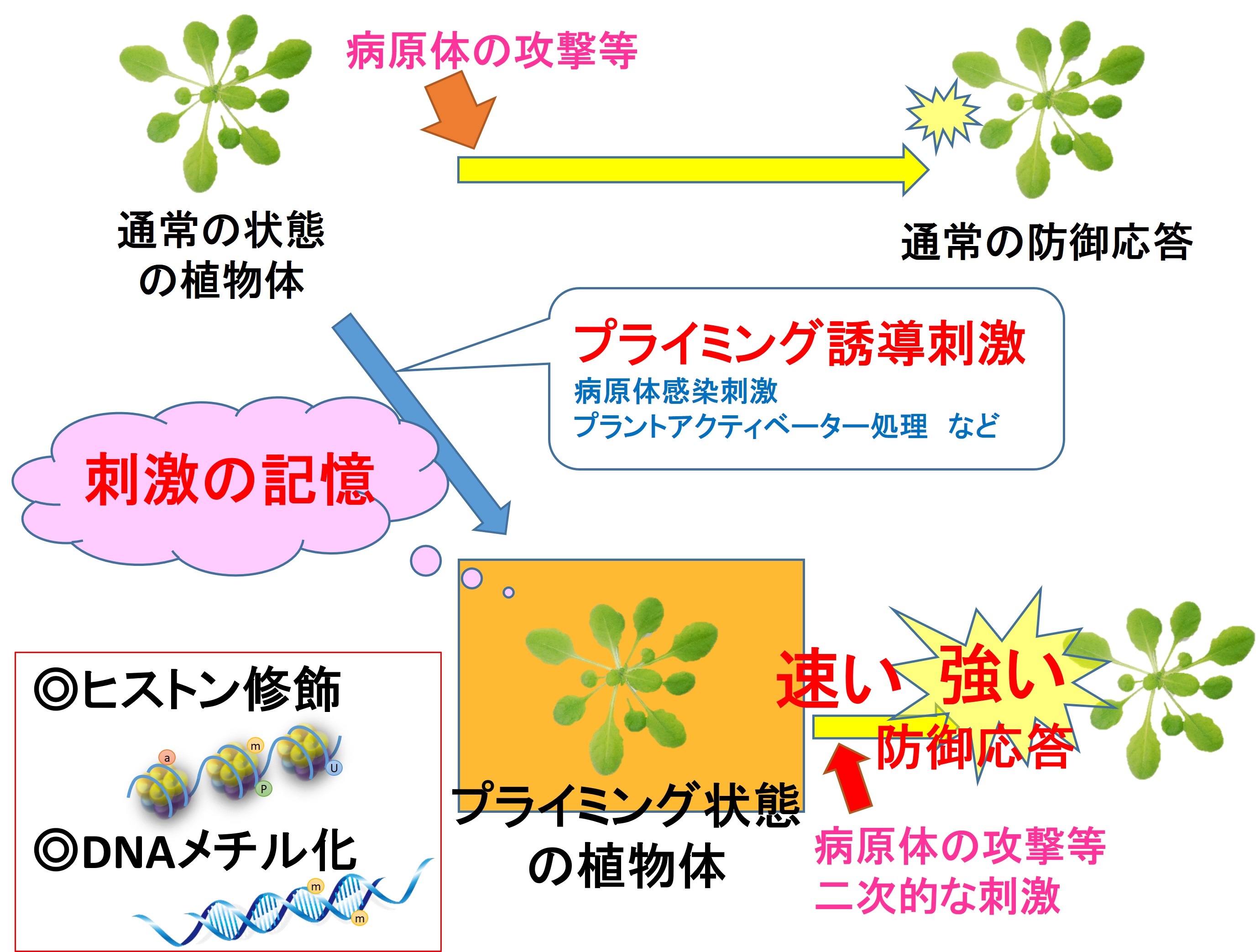 金岡 雅浩 Masahiro Kanaoka 県立広島大学生物資源科学部 金岡 雅浩 Masahiro Kanaoka 県立広島大学生物資源科学部