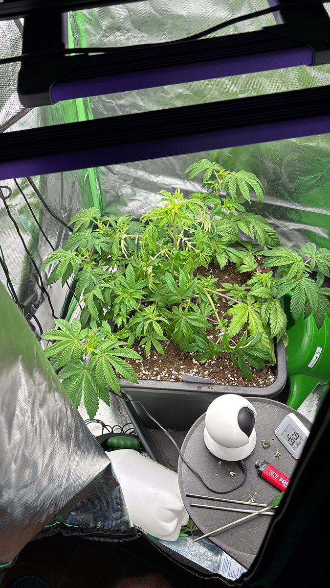 misterkhalifa3's tweet photo. Hey wie könnte ich den strech noch erweitern? Ich hab ein 80x80x160 Zelt und möchte alles gerne mit einer Pflanze mit einem Scrog komplett ausfüllen.
Sorte: Purple Punch x Lemon drizzle von Barneys https://t.co/vJpz0CyoPp