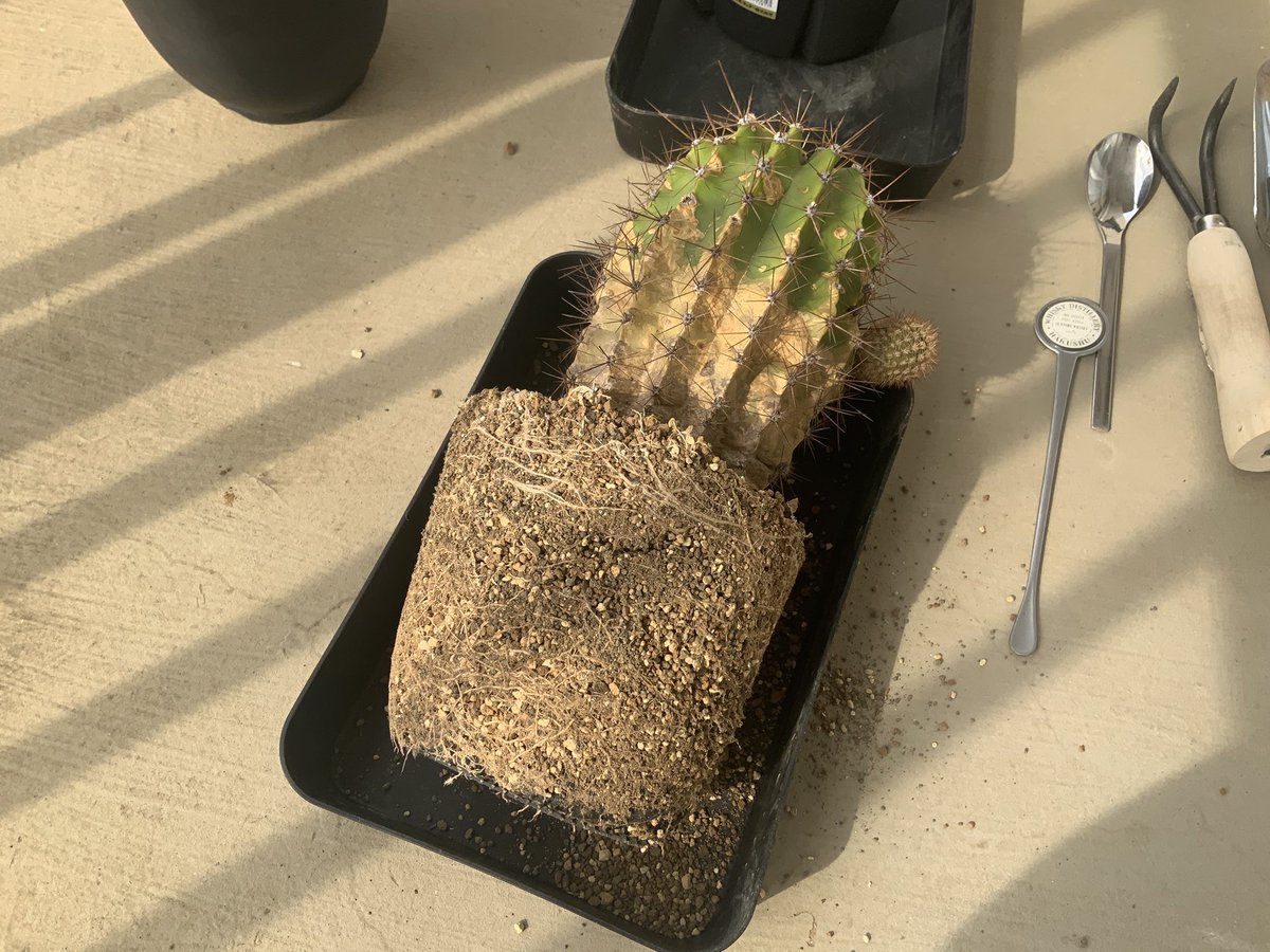 Lophoru's tweet photo. 何年ぶりだろ？花盛丸の植え替えをしました👍
愛仙園の土、根っこつよし、HB-101🧚✨
栄養満点に、育って欲しいね💯🌵😊 https://t.co/ZgW2A7dCLZ