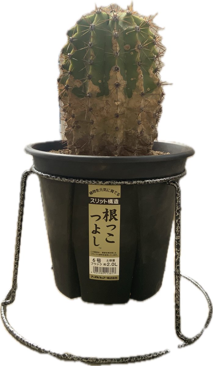 Lophoru's tweet photo. 何年ぶりだろ？花盛丸の植え替えをしました👍
愛仙園の土、根っこつよし、HB-101🧚✨
栄養満点に、育って欲しいね💯🌵😊 https://t.co/ZgW2A7dCLZ