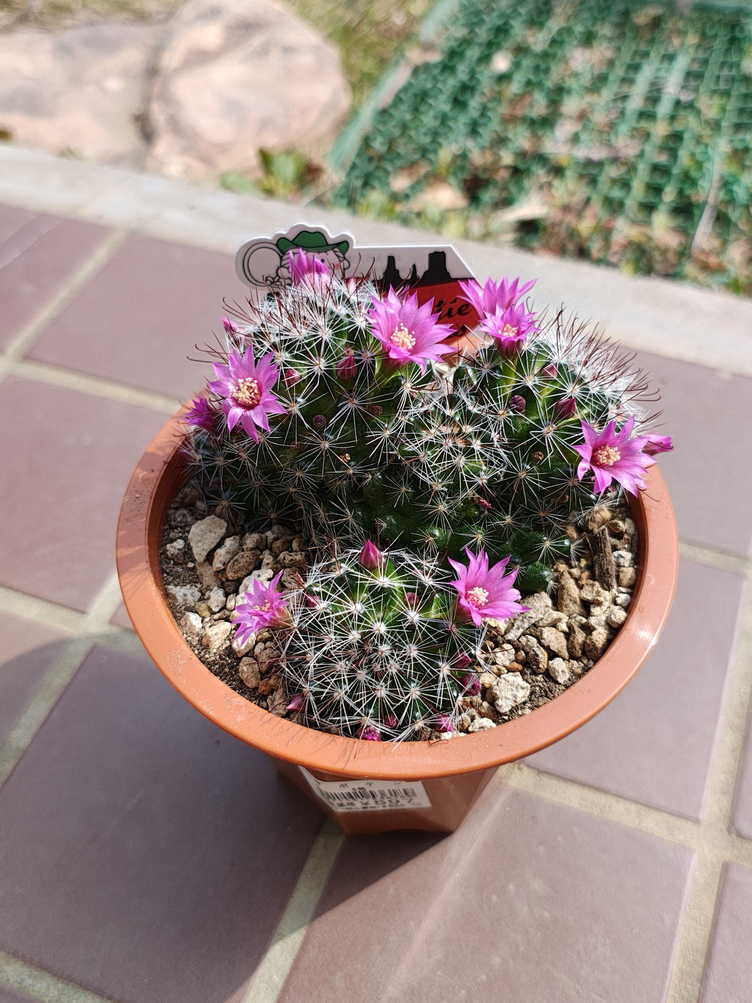 みほ⭐️未使用品はお値引き不可⭐️ モンステラデリシオーサ の検討 みほ⭐️未使用品はお値引き不可⭐️ モンステラデリシオーサ の検討