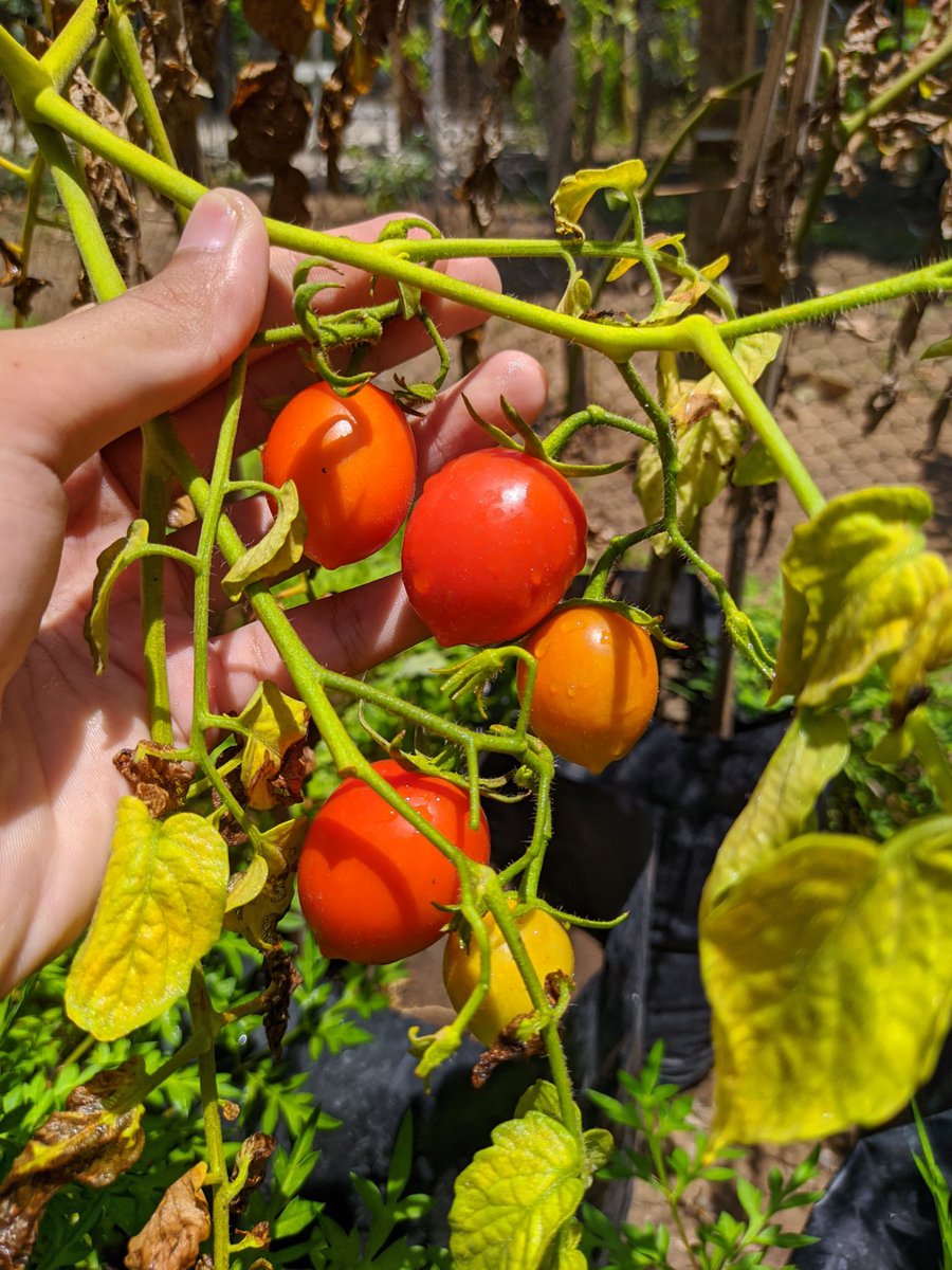 merekamcahaya's tweet photo. Menurutku, memasak itu basic life skill, dan kebetulan aku juga hobi berkebun, jadinya aku padukan aja semua kemampuanku ini.

Makan dari hasil kebun sendiri itu rasanya bikin bahagia, karena kita tahu bahan makanan sejak dari awal menanamnya 🫶🏻🌱🥘 https://t.co/BgTaiECimJ