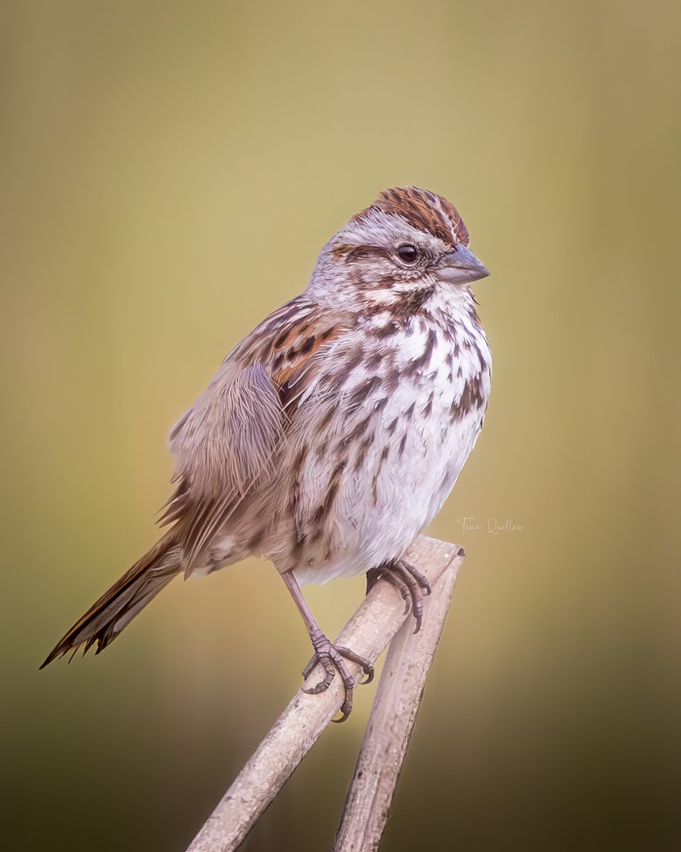 aHeartSoFull's tweet image. I love that this little sparrow landed on this dried stem, it looks like it bent it over.  
#songsparrow #sparrow #birdlover #birdsoftwitter #naturelover #naturephotography #wildlife