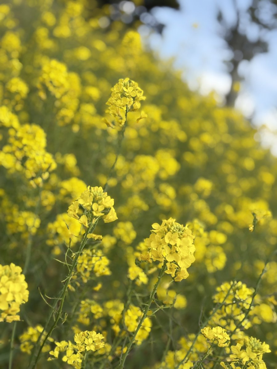 菜の花〜