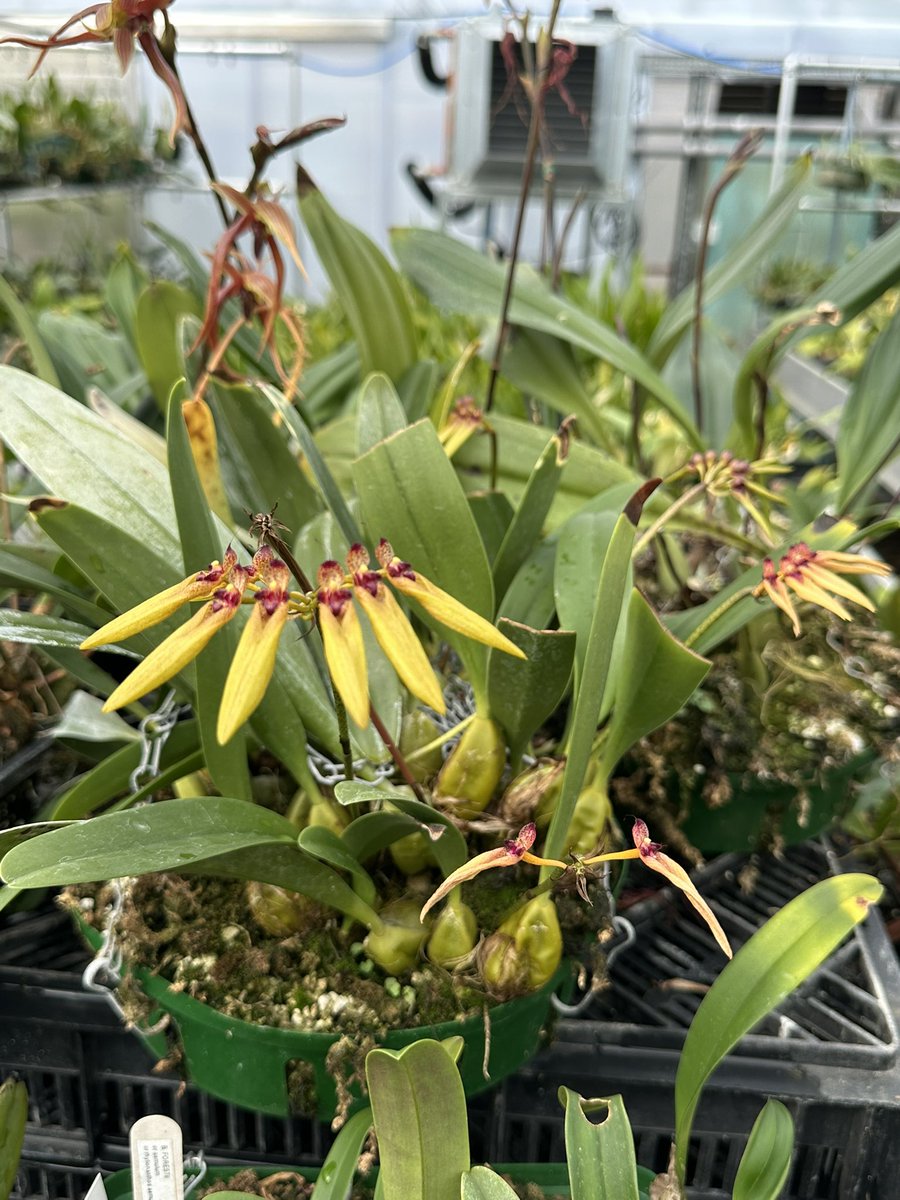 Bulbophyllum picturatum in bloom,  generously donated to us 2 years ago by the  Hartley’s as part of the Hartley collection . This species grows in primary montane forests in Yunnan, Thailand and Vietnam at elevations 900 to 1500m.🌿

#orchids #orquídeas #nature #conservation