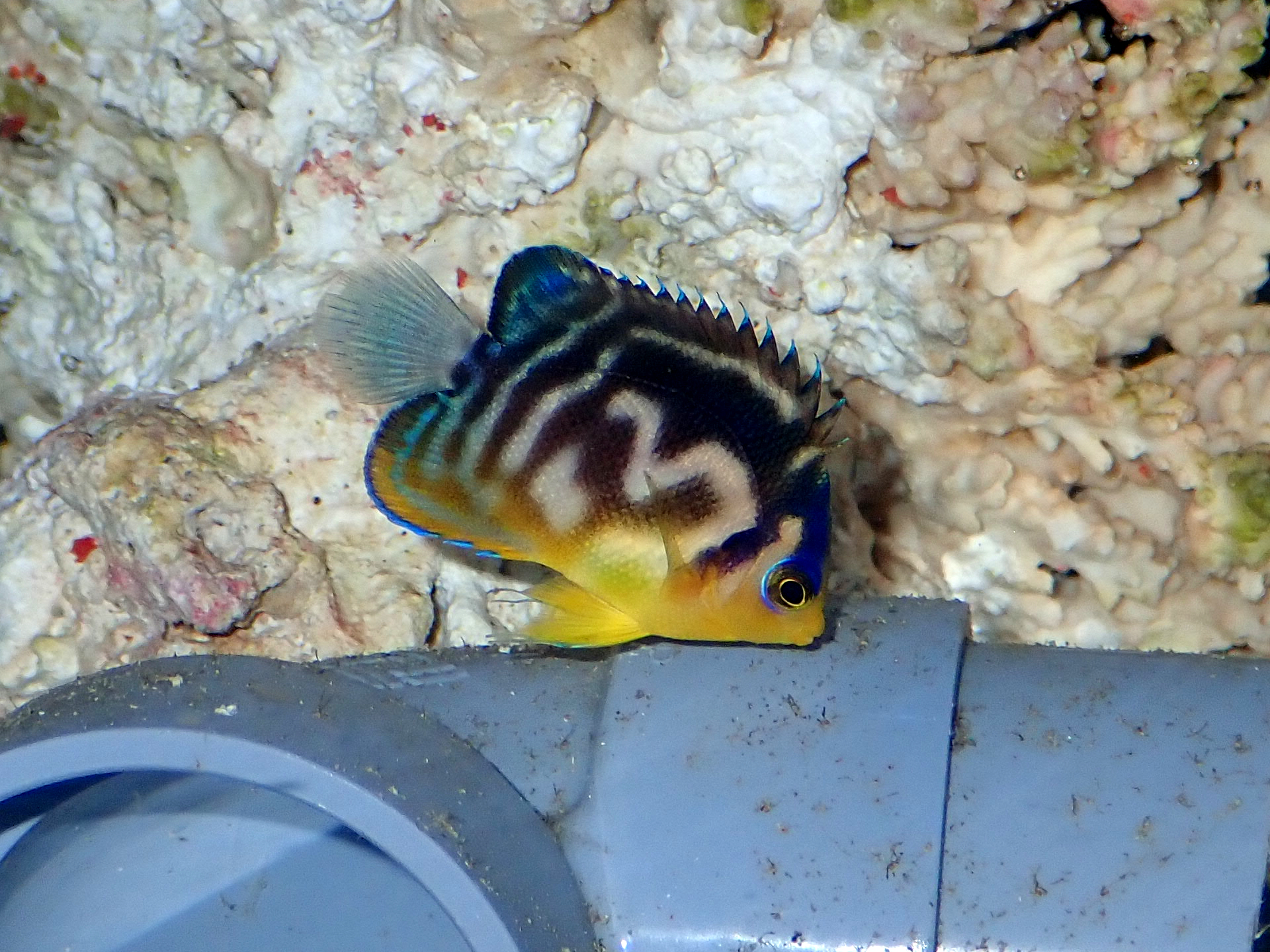 海水魚用品 AGH30 海水魚・ヤッコ】【通販】 クロシテンヤッコ（SMサイズ）【1匹