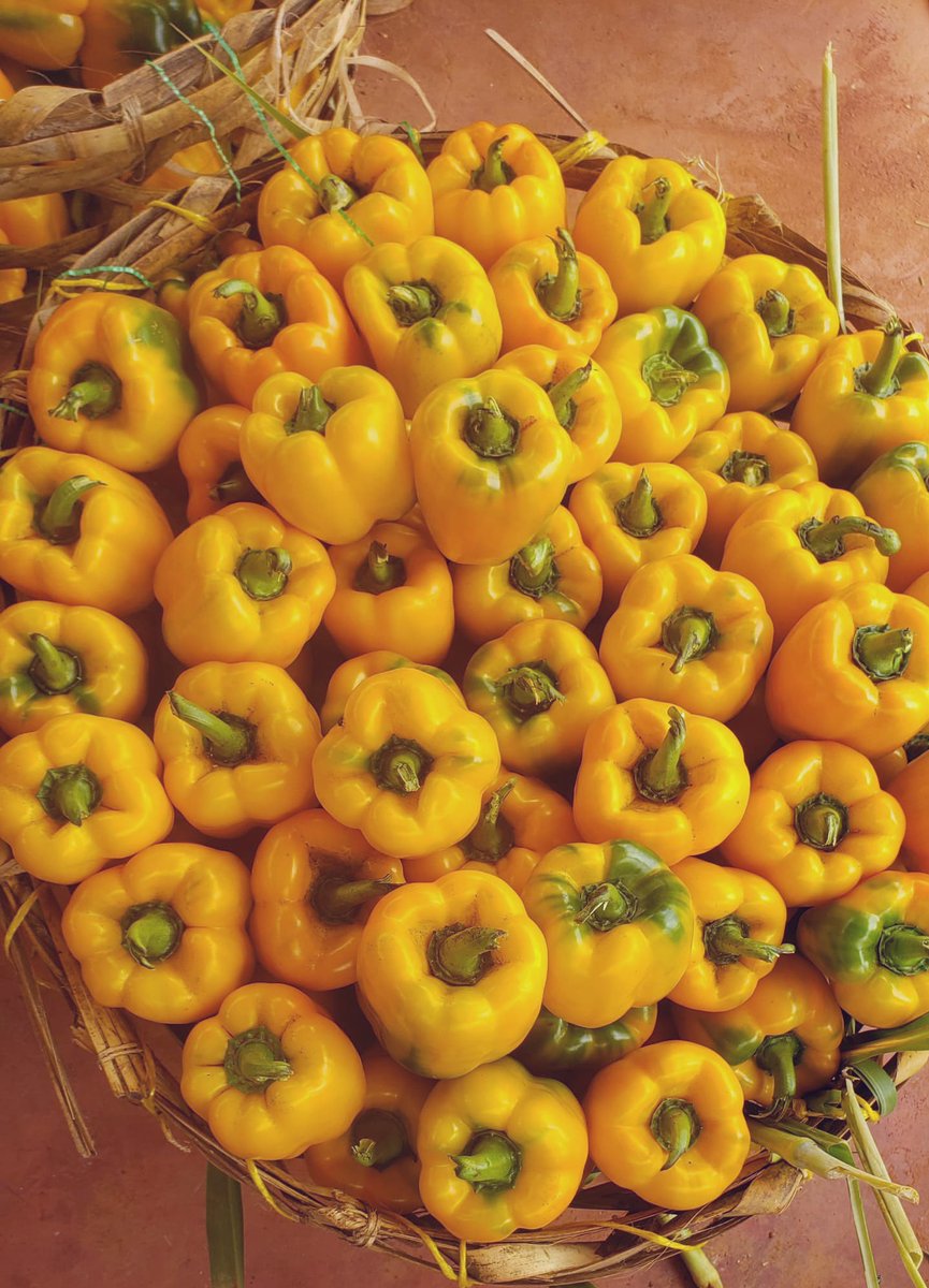 AllyHapi's tweet image. Uzalishaji mali, Capsicum.