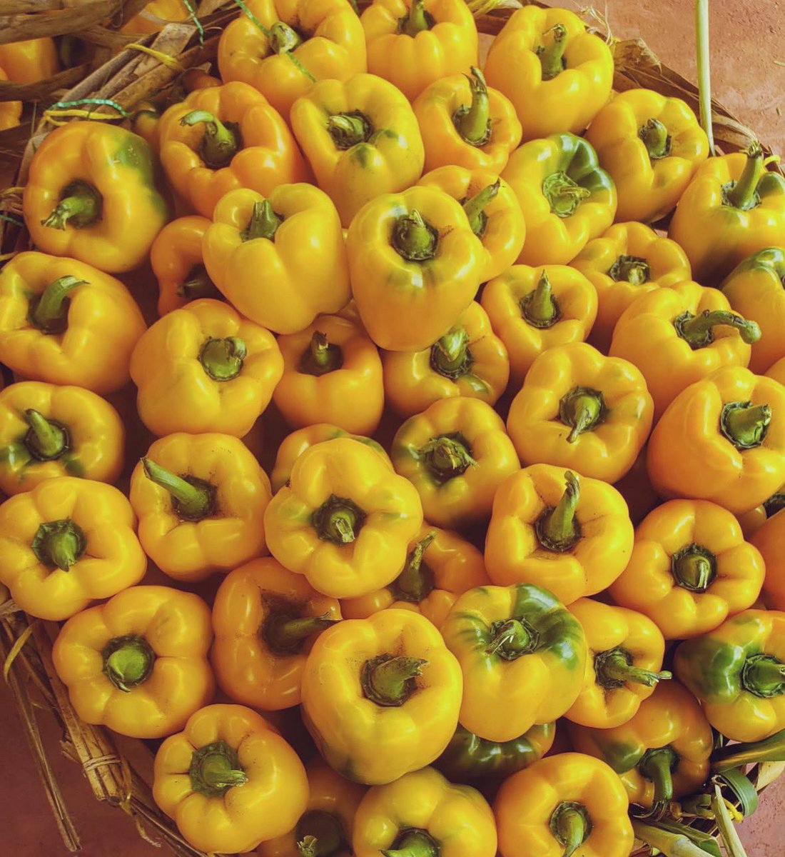 AllyHapi's tweet image. Uzalishaji mali, Capsicum.