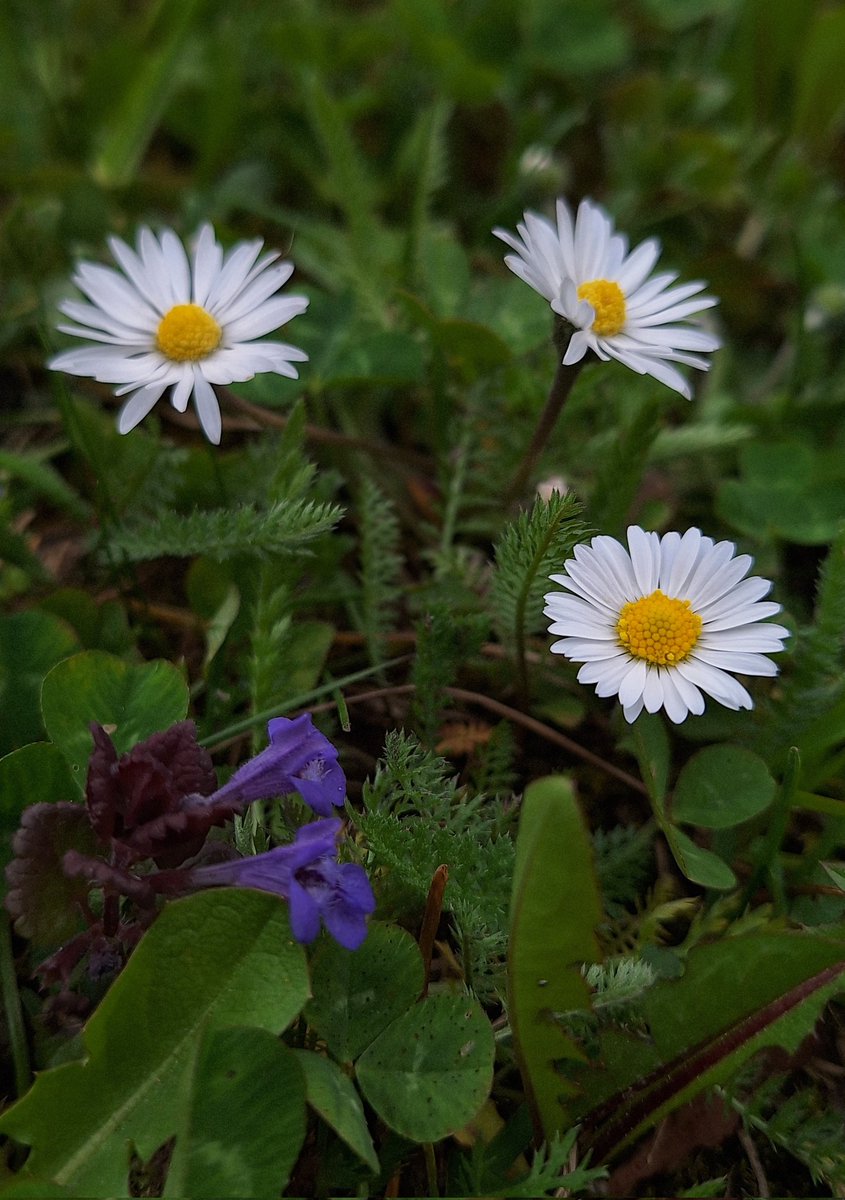 🌿🌼🤍🌺💜🌿

#FlowersOnFriday #FlowersOnX