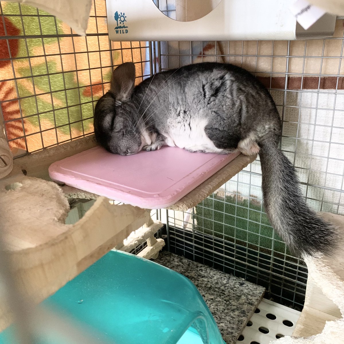 外26℃近くあるからエアコンつけたらﾎｶｯﾁｬしてる