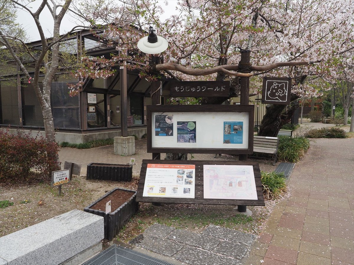 kyotoshidoubut1's tweet photo. 飼育員ブログ「直まきのひまわり」更新しました。
https://t.co/DldDNexSSl
#京都市動物園 #kyotocityzoo #ヒマワリ #直まき #生長記録 #タキイ種苗 #tanenotakii #sunflower #Directseeding #growthrecord https://t.co/2c8RTYMp04