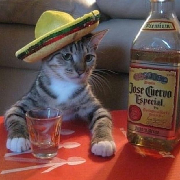 Punch Cat (@punchingcat) on Twitter photo 