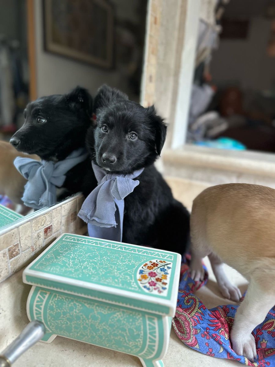 Yris Sierra (@yrisita_spooky) on Twitter photo Si este perrito no te enamora, no sé qué lo haga.
Ayúdanos a encontrarle un hogar maravilloso, sé que es posible. MD o WA 5529177410
Mil gracias por ayudarnos a difundirlo #CDMX
<a href="/hdemauleon/">Héctor de Mauleón</a> <a href="/f_solorzano/">Fernanda Solórzano</a> <a href="/Daniela_MichelC/">Daniela Michel</a> <a href="/Mr_Civico/">🎙️ ᗰᖇ. ᑕíᐯIᑕO ®🇲🇽₿ ✖️</a> <a href="/arturoelias/">Arturo Elias Ayub</a> <a href="/HELA_MORE/">𝙷𝚎𝚕𝚊 𝙼𝚘𝚛𝚎 🐶</a> <a href="/H_Limoneros/">Huellitas Limoneros</a> <a href="/aaguvolpato/">agu </a> Si este perrito no te enamora, no sé qué lo haga.
Ayúdanos a encontrarle un hogar maravilloso, sé que es posible. MD o WA 5529177410
Mil gracias por ayudarnos a difundirlo #CDMX
<a href="/hdemauleon/">Héctor de Mauleón</a> <a href="/f_solorzano/">Fernanda Solórzano</a> <a href="/Daniela_MichelC/">Daniela Michel</a> <a href="/Mr_Civico/">🎙️ ᗰᖇ. ᑕíᐯIᑕO ®🇲🇽₿ ✖️</a> <a href="/arturoelias/">Arturo Elias Ayub</a> <a href="/HELA_MORE/">𝙷𝚎𝚕𝚊 𝙼𝚘𝚛𝚎 🐶</a> <a href="/H_Limoneros/">Huellitas Limoneros</a> <a href="/aaguvolpato/">agu </a>
