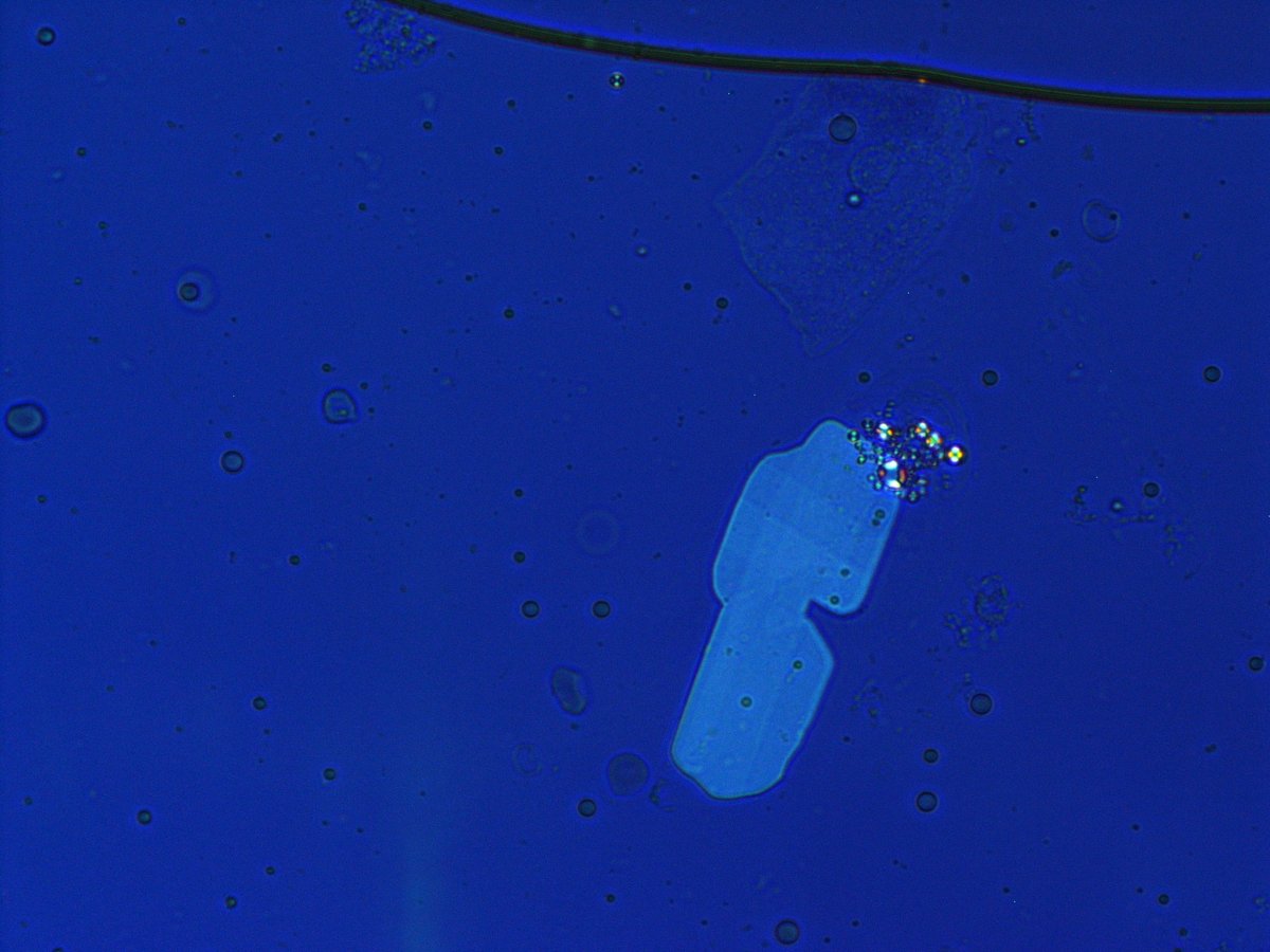 Madeline Chung, MD MS tweet media