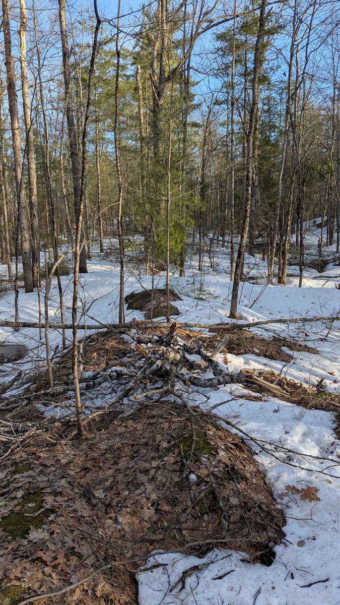 jenjsanderson's tweet photo. @hikingwithshawn Made a decision to head out without snowshoes because there are swaths of bare rock and ground. Wrong decision- we were breaking through the snow - slow going. I wore my cleats so I could manage the hills. Collected our trail cams and found great photos of the elusive Fisher https://t.co/XZ39QrUbW9
