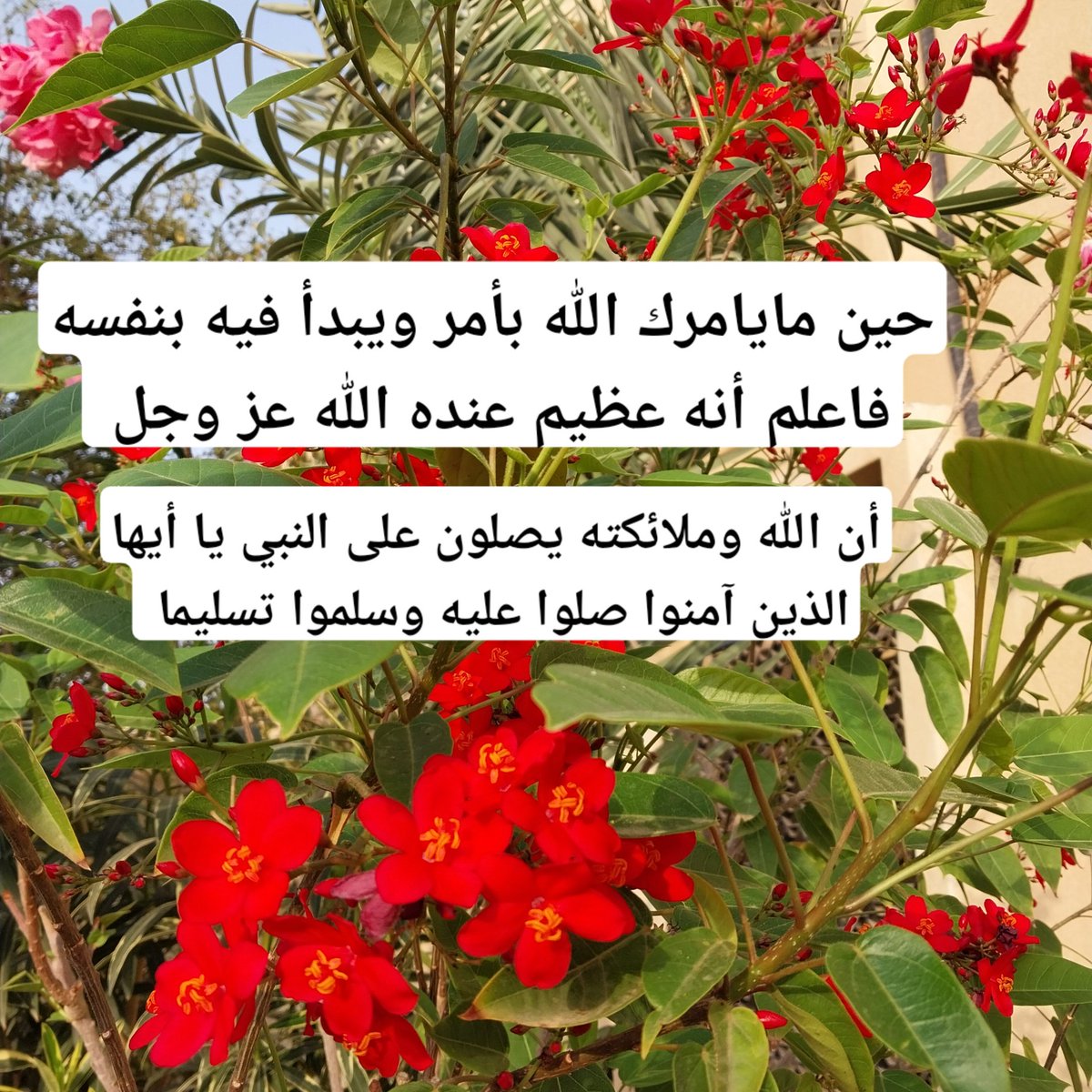 faisal tweet media