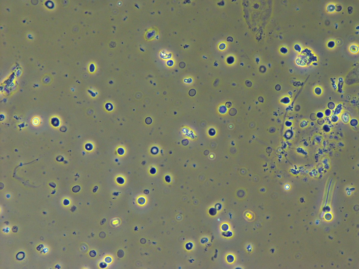 Madeline Chung, MD MS tweet media