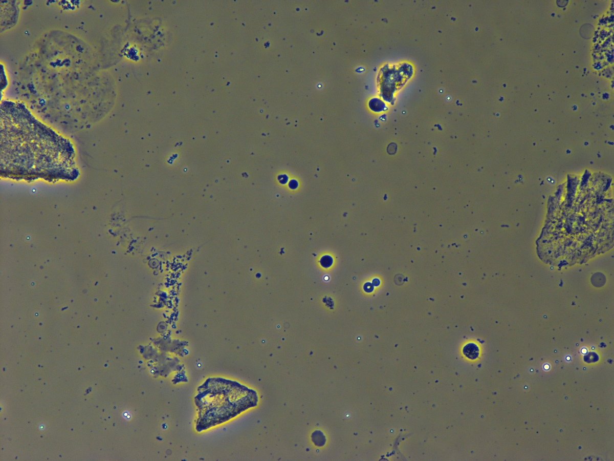 Madeline Chung, MD MS tweet media