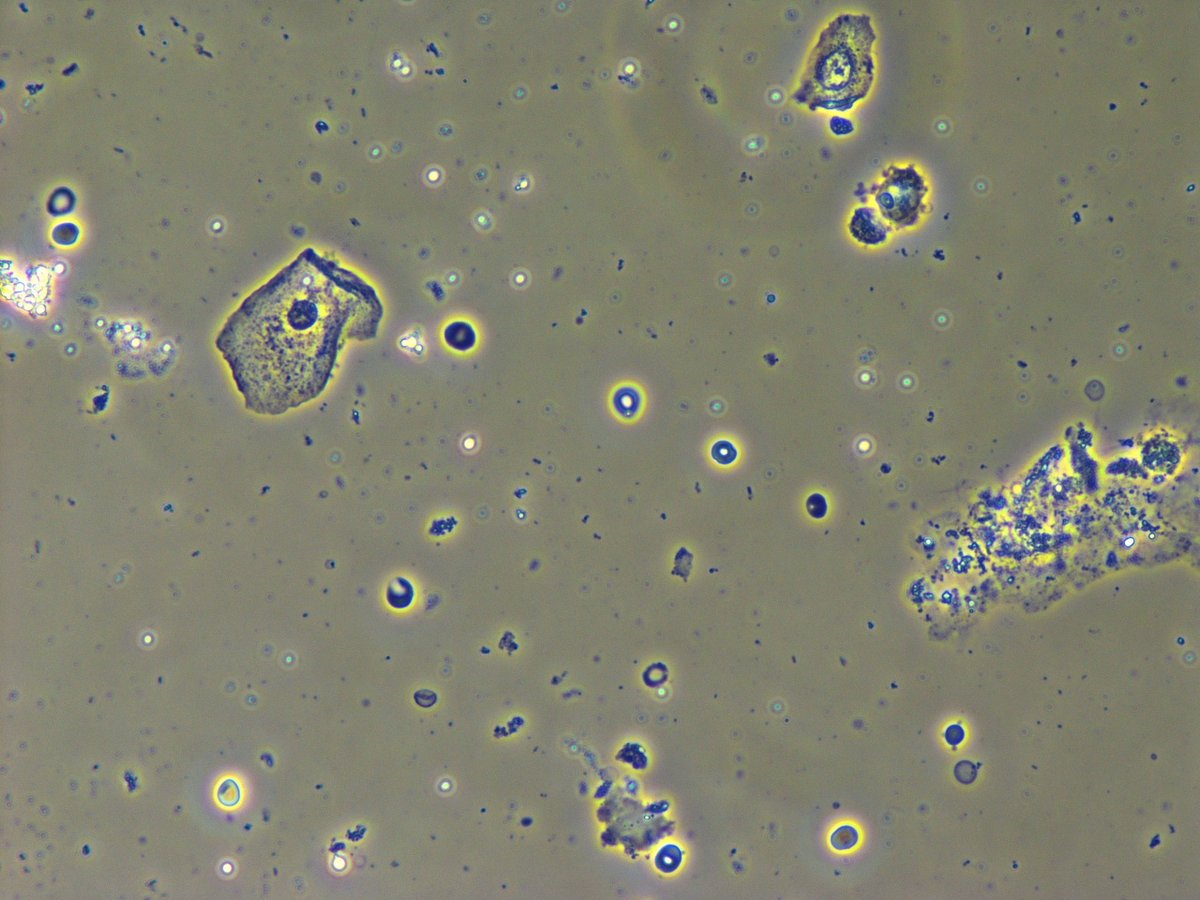 Madeline Chung, MD MS tweet media