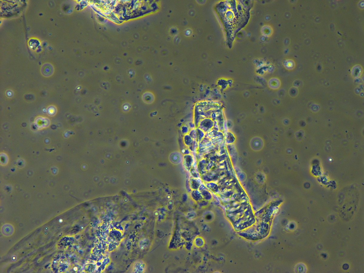 Madeline Chung, MD MS tweet media