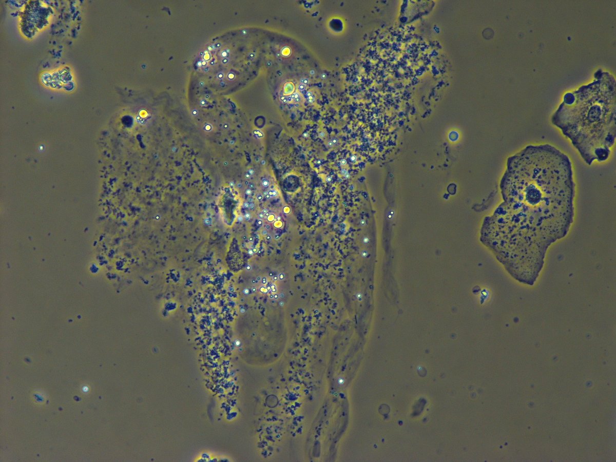 Madeline Chung, MD MS tweet media