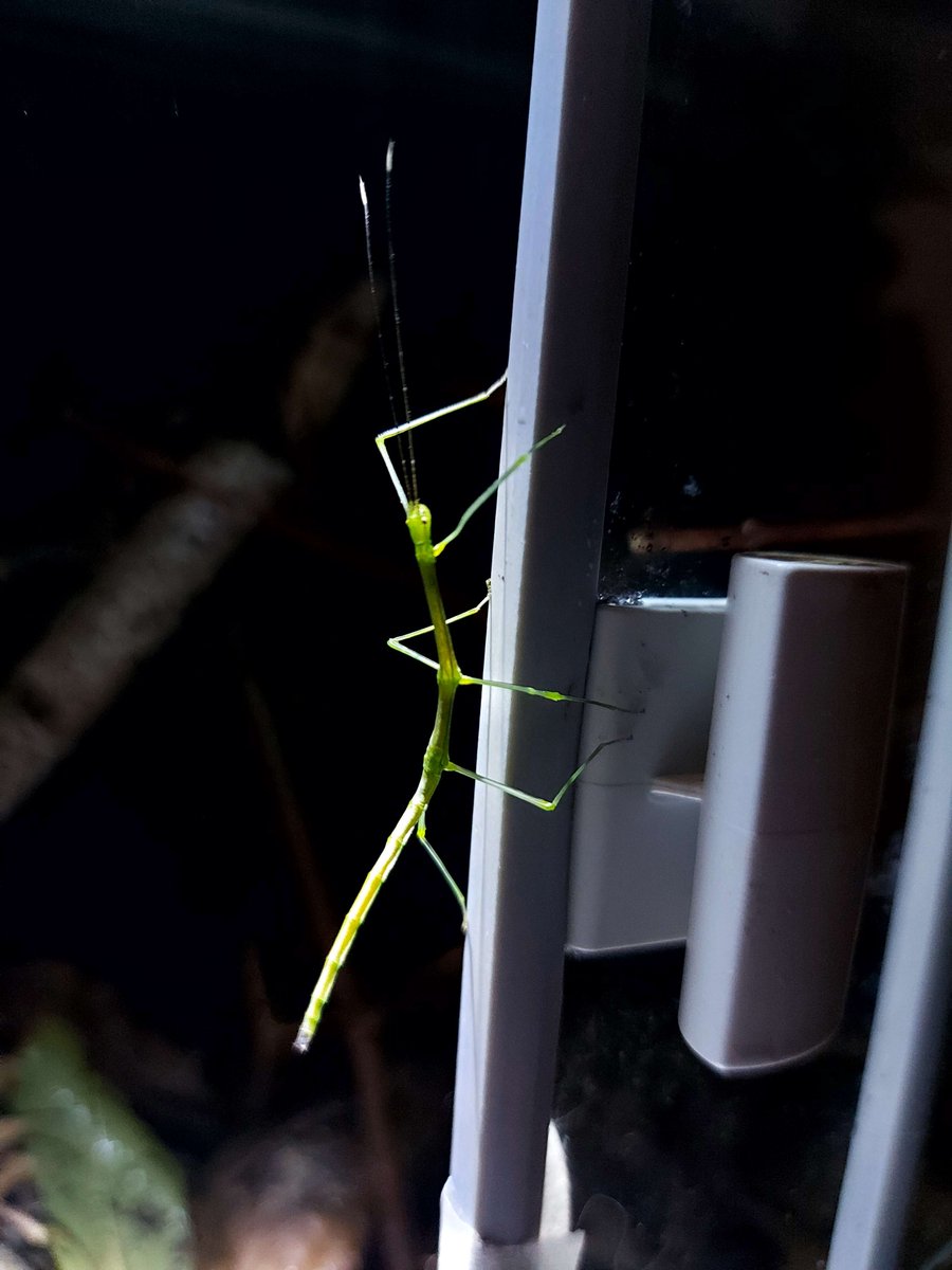 Resin_Pone's tweet image. My little critter
#stickbug #insect