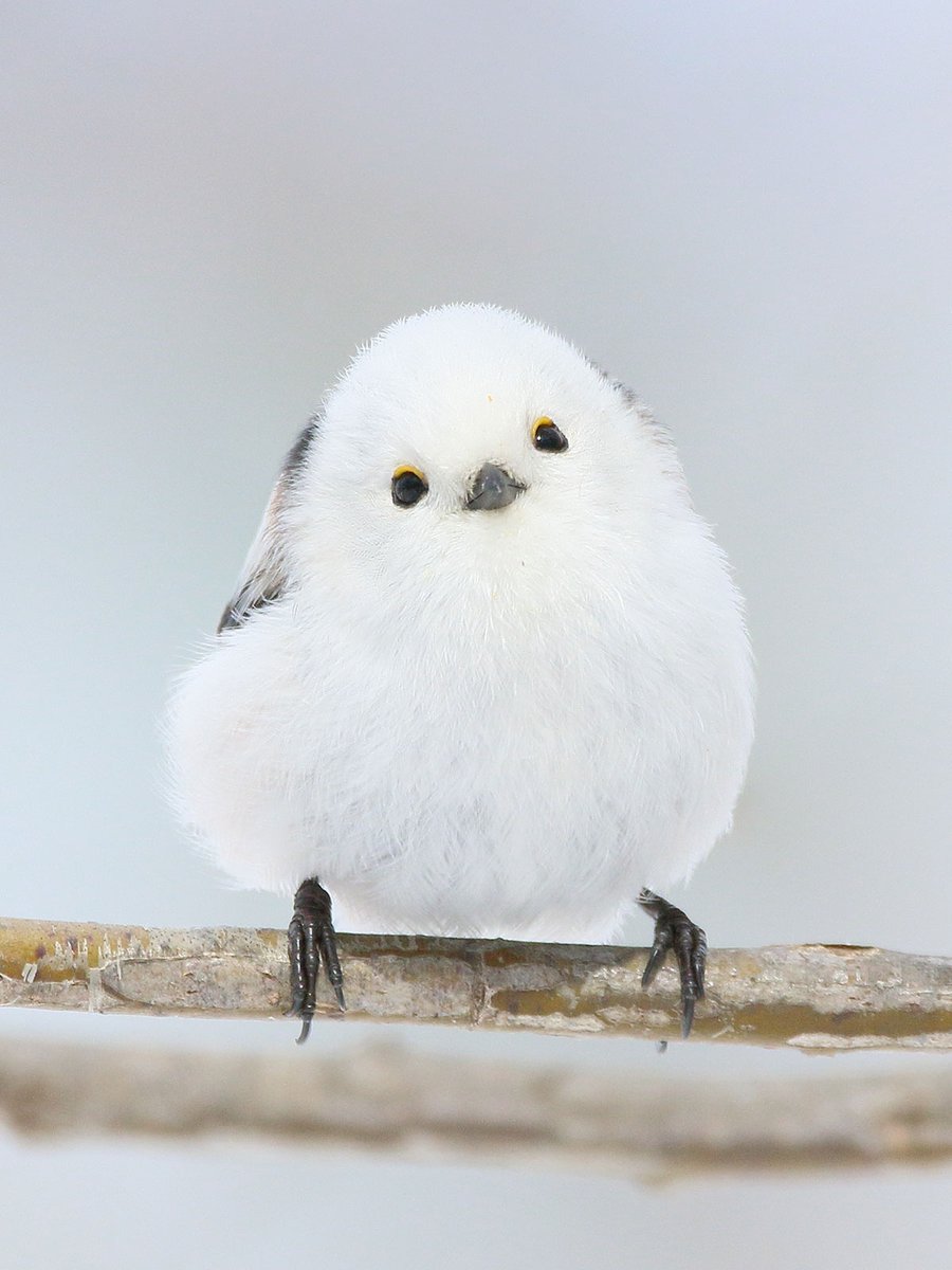 ﾓｯﾌﾓｯﾌ

ｼﾏｴﾅｶﾞは可愛いって伝えなきゃ

ﾓｯﾌﾓｯﾌ