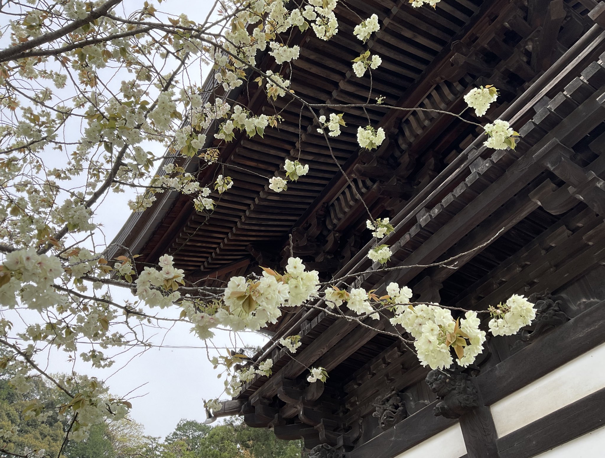 近江八幡観光物産協会 on X: 近江八幡観光物産協会 on X: