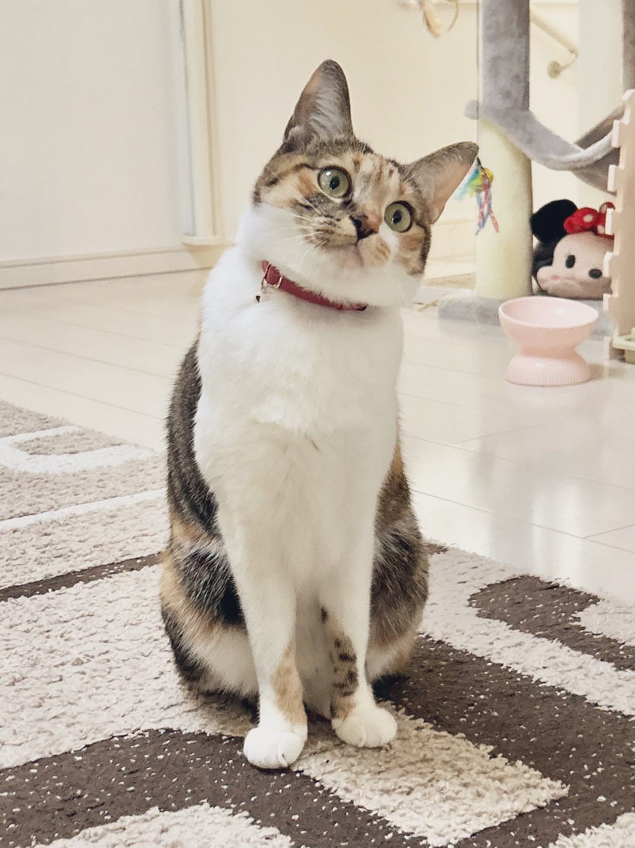 三毛猫こはくの部屋 on X: 