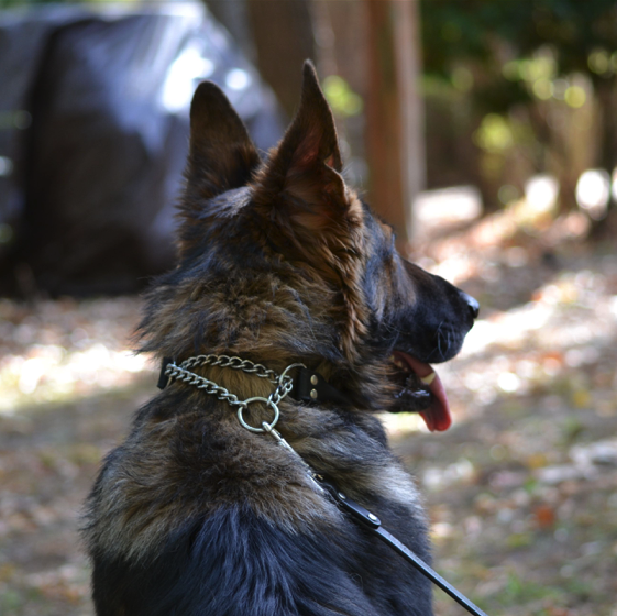 🐾✨ Luxe meets comfort in the sweetest way! ✨🐾
Our Martingale Shearling-Lined Collar = cozy, stylish, and secure 🐶✨
Soft shearling + gentle control = a must for pampered pups!
#LePetLuxe #MartingaleCollar #LuxuryForDogs #DogFashion 
pin.it/1F7KRSXe6 via @pinterest