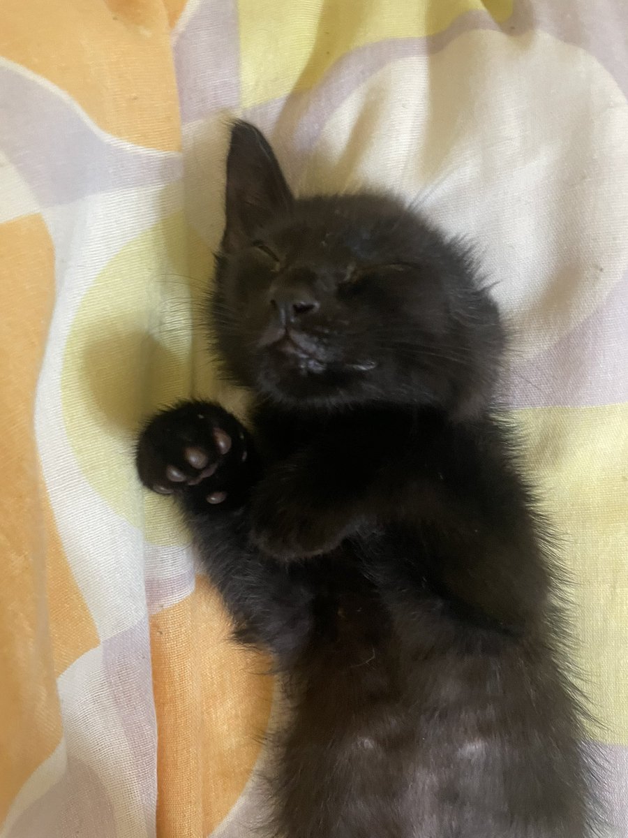 rige04's tweet photo. to arrumando a casa, quando
volto pro meu quarto encontro isto

esse folgadinho aprendeu a escalar camas. dicas para impedir? https://t.co/3VGDX6tEEv