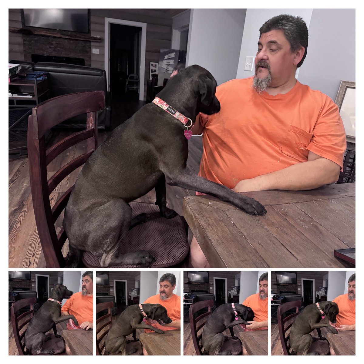 mingrichardson's tweet photo. Coco learned to set on a chair like a person. 😂🤣 https://t.co/dsGrXaArJn