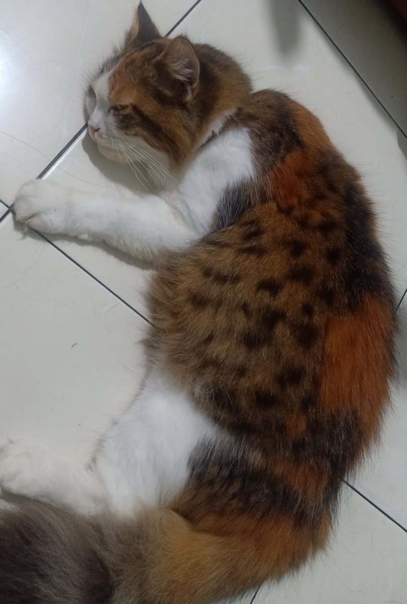 ksc886194's tweet photo. @moodcrash @kochengfs kucing kita kembaran kakkkk https://t.co/HRZ3kLiuuR