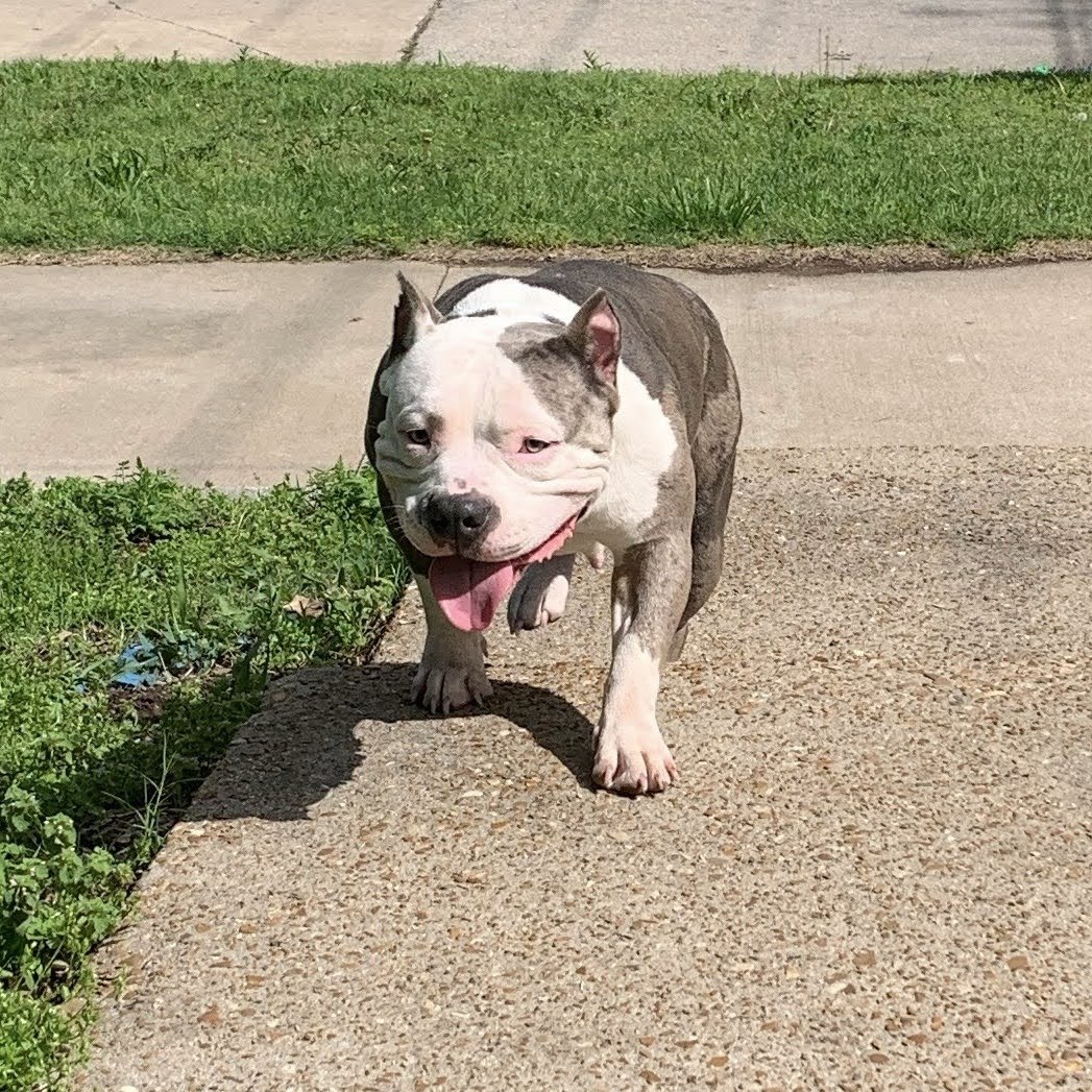 ReignPBK's tweet image. FMB’s Champion Maverick X FMB’s Sky of RPBK pups due May 5th.😍

#doglife #puppy #americanbully #missouri #ABKC #bully #dogs #puppylove #love #adorable #FYP #X