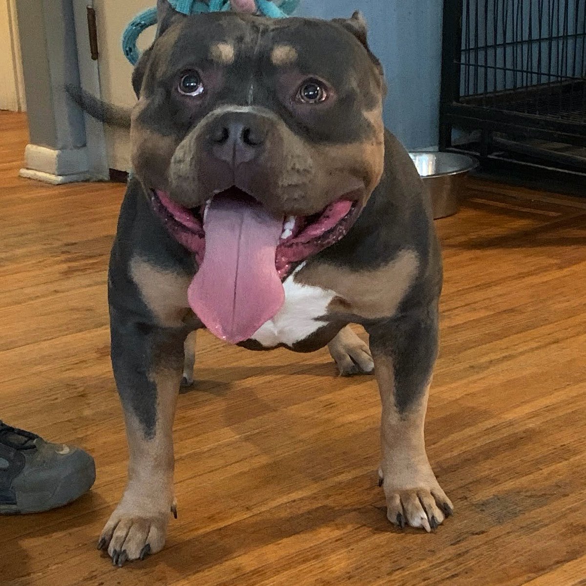 ReignPBK's tweet image. FMB’s Champion Maverick X FMB’s Sky of RPBK pups due May 5th.😍

#doglife #puppy #americanbully #missouri #ABKC #bully #dogs #puppylove #love #adorable #FYP #X