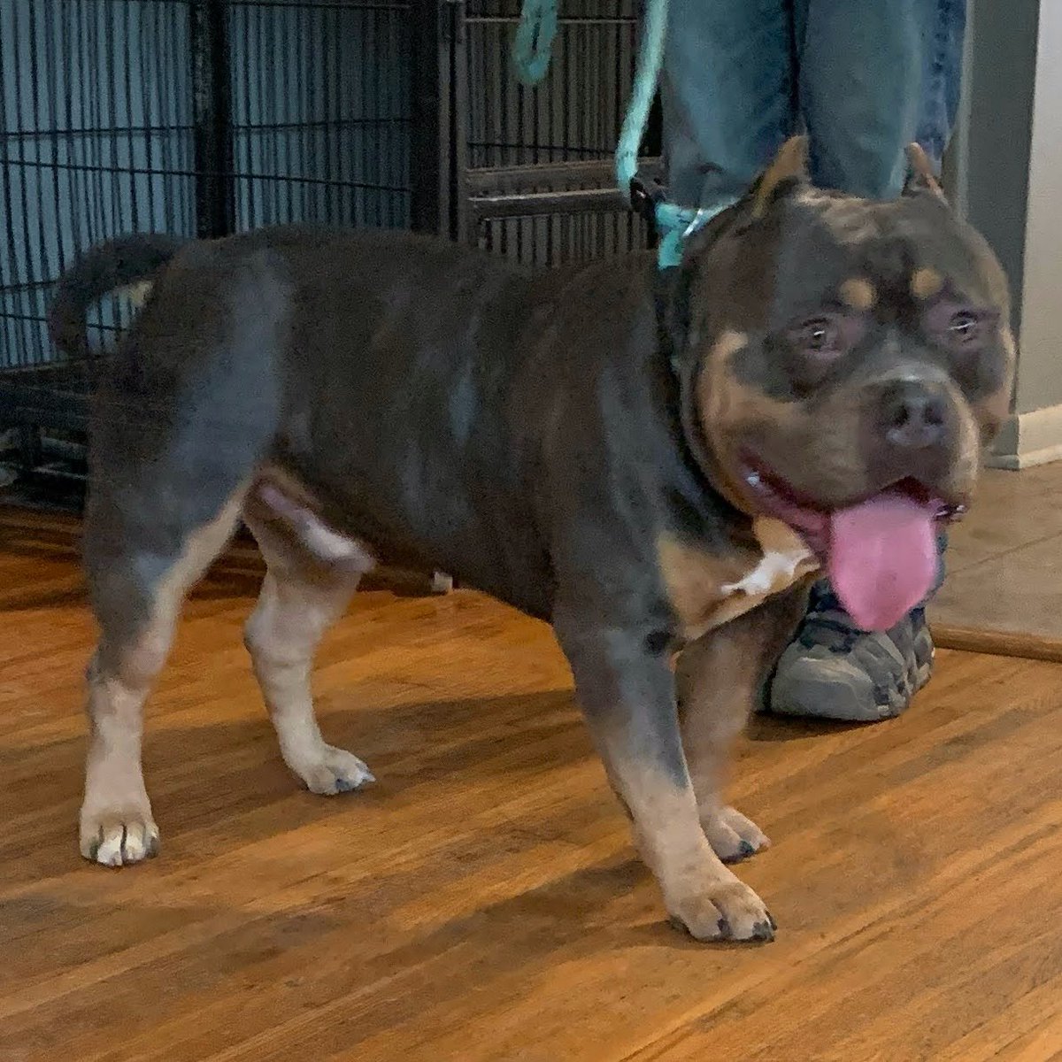 ReignPBK's tweet image. FMB’s Champion Maverick X FMB’s Sky of RPBK pups due May 5th.😍

#doglife #puppy #americanbully #missouri #ABKC #bully #dogs #puppylove #love #adorable #FYP #X
