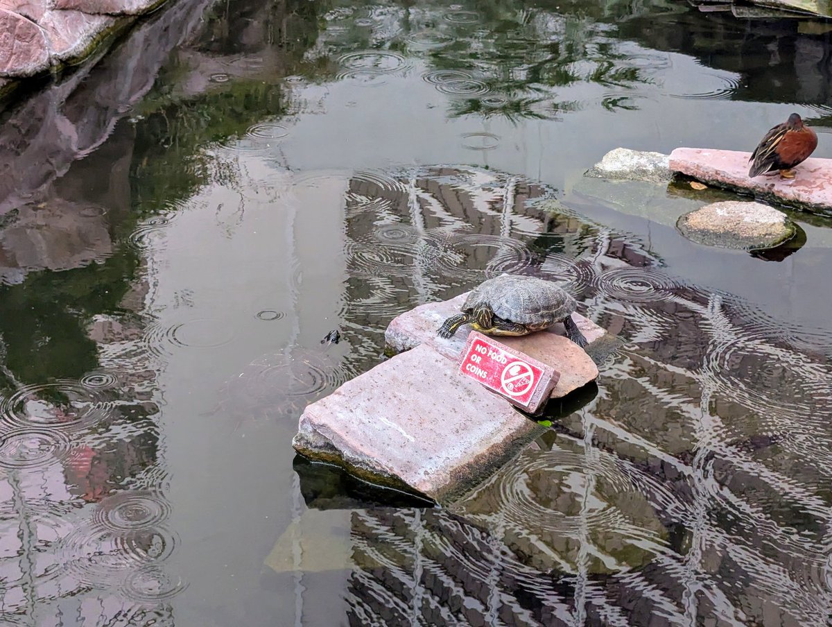 mediar 🔜 Rubbout tweet media