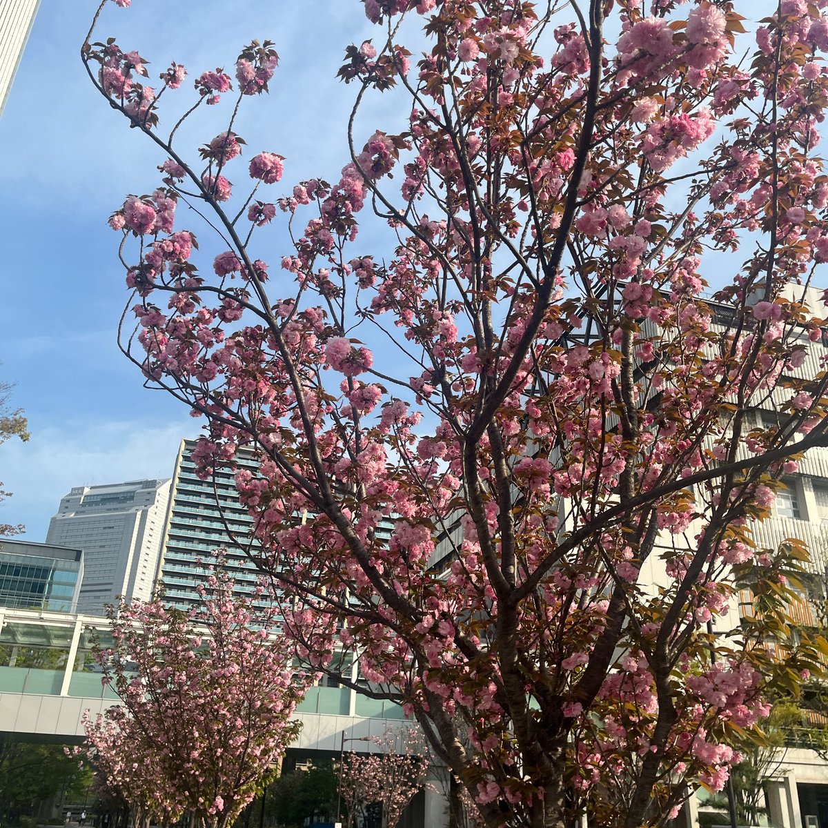 MinatoConf's tweet photo. ＼まだまだ咲いてます🌸／
田町駅芝浦側のサトザクラはまだまだ楽しめます☺️
みなと貸会議室、今週末はありがたいことにすべてご予約いっぱいですが、来週以降はまだご案内可能です♪お気軽にお問合せください😊
#田町 #三田 #貸会議室 https://t.co/cQoQGIZccH