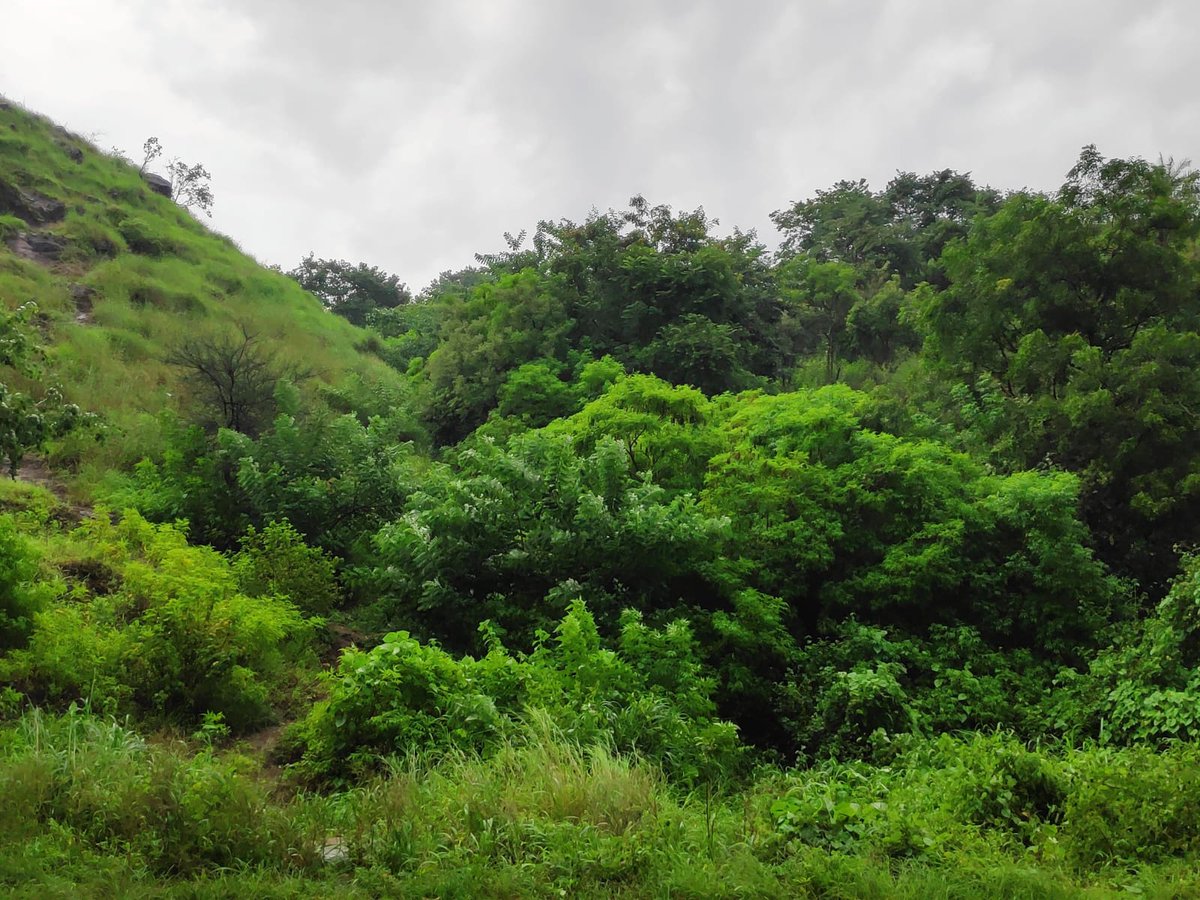 A 🧵on the hills surrounding Pune and the never-ending battle to protect them as 'Biodiversity Parks' (BDP)
In 2006, 23 surrounding villages were merged within the PMC limit. These contained many hills, including Mahatma tekdi, Sus, Pashan, Aundh, and Baner tekdis where partial