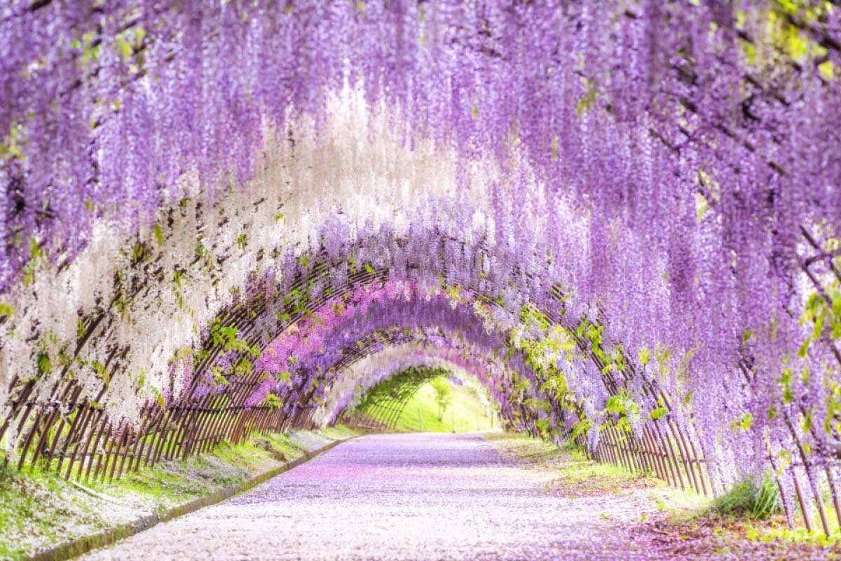 p募集