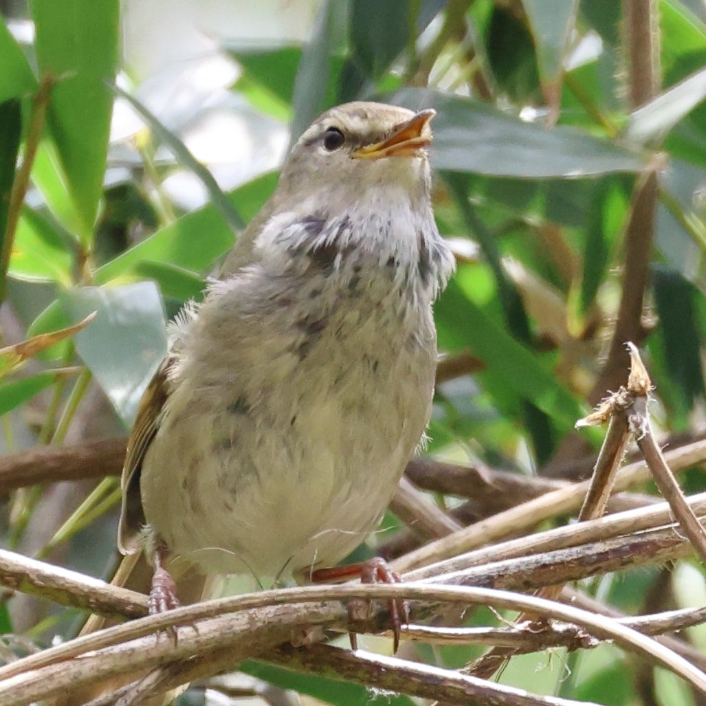 kw_point's tweet photo. ホ〜ホケキョ♪って鳴いてるところ、、
#ウグイス #鶯 #野鳥 #野鳥撮影 #tokyojapan https://t.co/HyFb6gIfvW