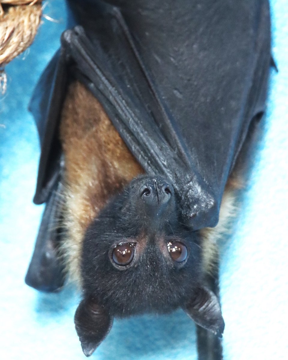 DenverZoo's tweet photo. In honor of #BatAppreciationDay, we're happy to share that there are five furry new additions to DZCA! Earlier this week, we welcomed five male Indian flying foxes—marking the first time in over 25 years that this species has been at the Zoo, and over a decade since we've had any flying foxes in our care! 🤎 

Our animal care specialists have named them Khirni, Bilimbi, Chikoo, Jamun, and Karonda, after fruits native to India. The team also shared that they’re settling in well, enjoy cantaloupe and love sun baking under their habitat’s UV lights.

While they’re still getting comfortable in their new space, you can see them now in El Pomar Village Hall inside Toyota Elephant Passage on your next visit! 🦇