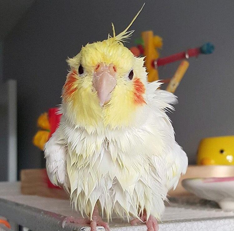 cockatielgroup's tweet photo. https://t.co/YJPqwVPpTo