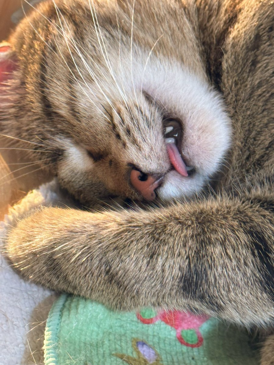 Winkcat1011's tweet photo. 還是好睏喵 https://t.co/rRAsgp3Z8m