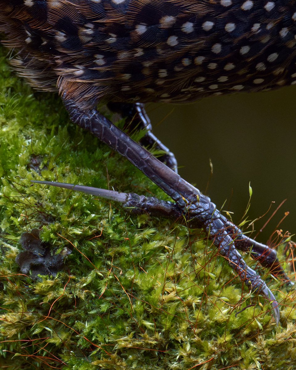 Pocas aves son tan esquivas e inteligentes cómo el Tapaculo Ocelado.
Tiene un tamaño grande comparado con los demás de su genero pero llama más llama la atención su belleza y que es muy difícil verlo. 
Habita en los Andes entre plantas de chusque y siempre evitará a los humanos.