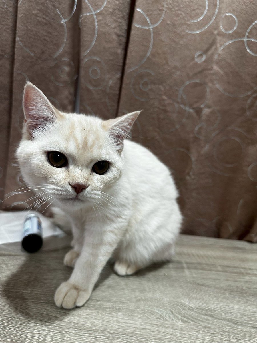 MoBooBerry's tweet image. หาบ้านให้เด็กๆคับ #แมวหาบ้าน #ขายแมว #ตลาดแมว #แมวหาบ้าน #หาบ้านให้แมว #ฟาร์มแมว #แมวสก็อตติช #แมว