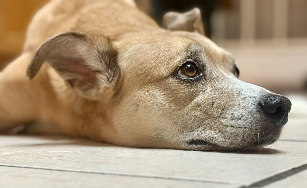 MorallyChuck's tweet image. Got some good photos of my sweet ladies…and the Demon Dog…