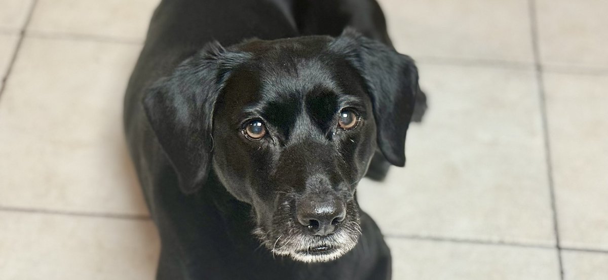 MorallyChuck's tweet image. Got some good photos of my sweet ladies…and the Demon Dog…